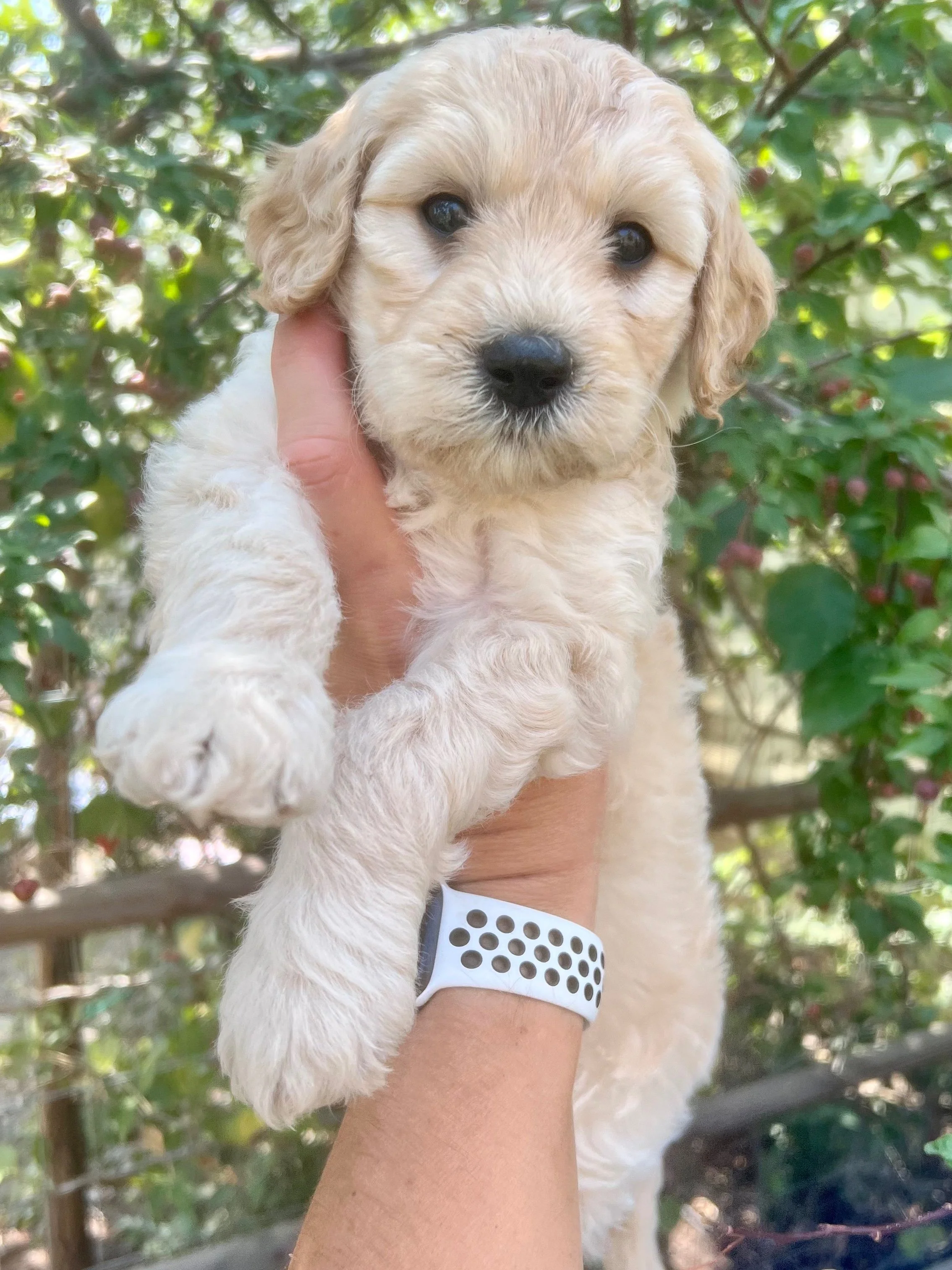 Parti goldendoodle puppies for sale best sale near me